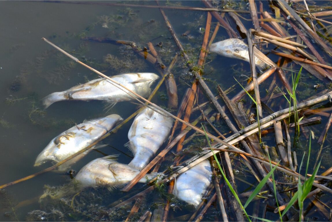 Fish kill in ponds
