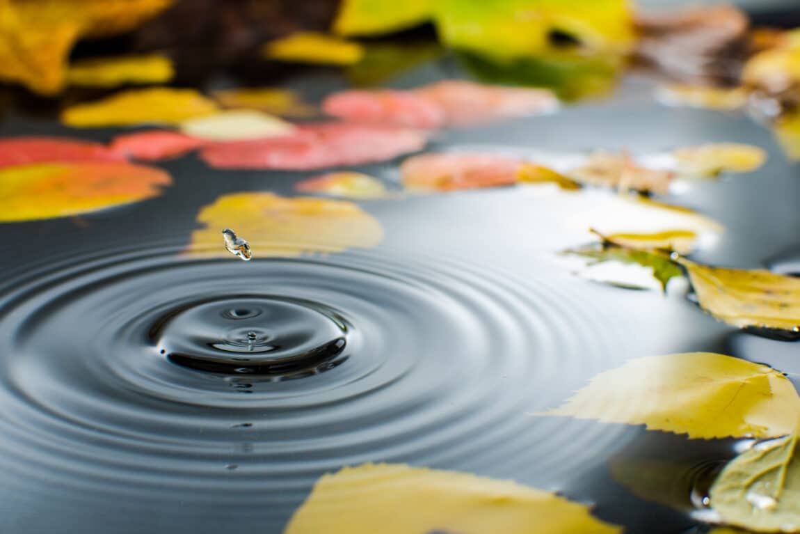 How to winterise your (swimming) pond?