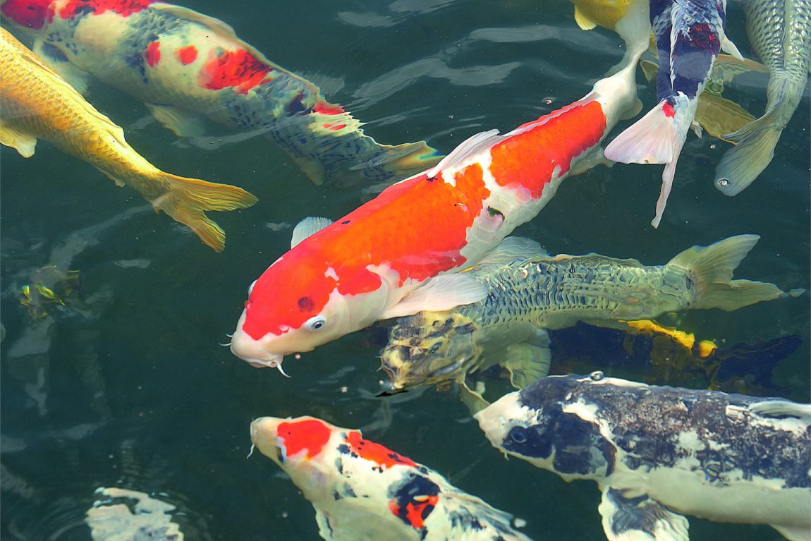 Nieuwe producten op Holland Koi Show 2019 in Arcen