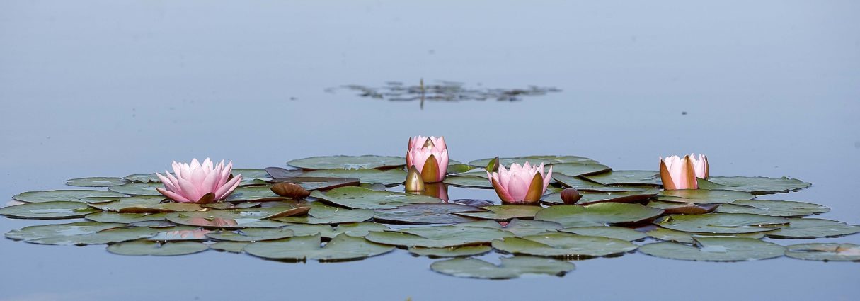 AUGA Fonteinen en Vijverbenodigdheden